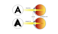 Astigmatism Correction